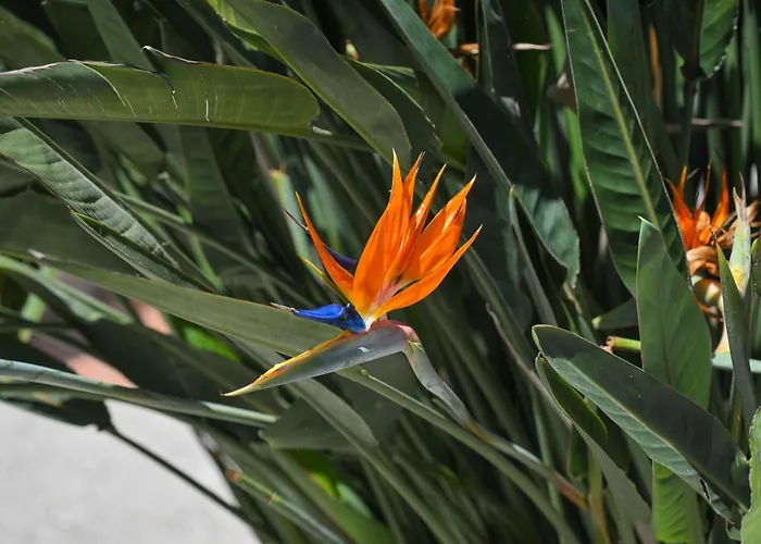 Villa Maddalena Ischia - 6 Ospiti, Giardino, Parcheggio, Terrazzo E Piscina Sterrata