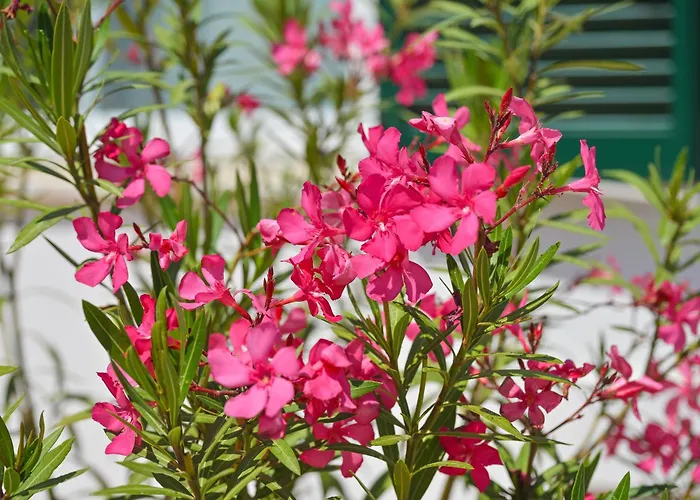 Villa Maddalena Ischia - 6 Ospiti, Giardino, Parcheggio, Terrazzo E Piscina Sterrata Villa *